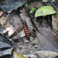 Black and orange caterpillar crawling along fallen leaves. 