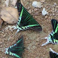 Multiple black, white, and green butterflies (Urania leilus) resting on soil. 