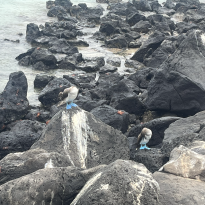 Two blue footed boobies standing on rocks. 