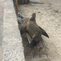 Sea lion laying on a bench on the beach. 