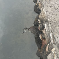 Picture of heron with an outstretched neck standing on rocks. 