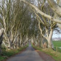 The Dark Hedges