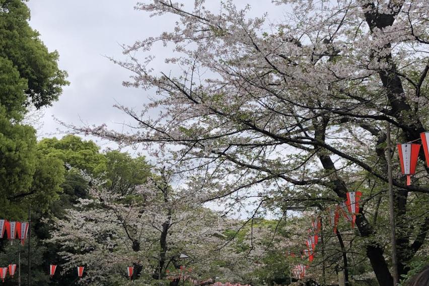 This picture of the Sakura Tree was taken in April at Ueno Park 