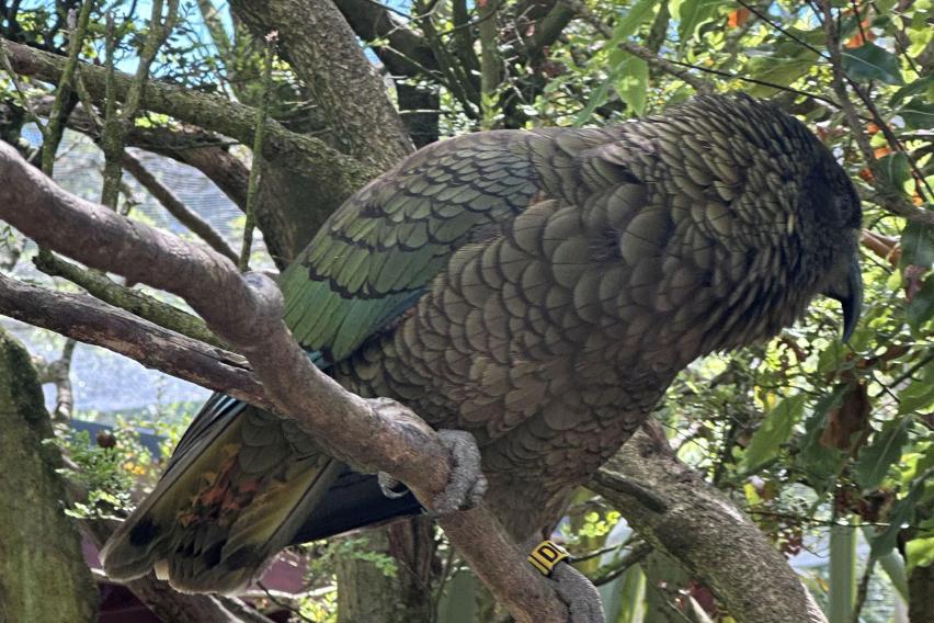 Kea bird sitting in a tree with slightly ruffled feathers