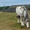 A horse in the foreground of green grass with a lighthouse in the distance 