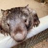 A wombat peering at the camera