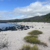 Picture of sandy beach with green brush, and water with rocks along one edge. 