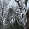 A look up at trees with snow dusted over them following a snowstorm seen on a walk around my neighborhood.