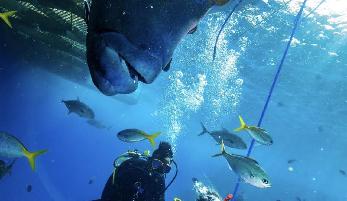 a student scuba dives with huge fish at the Great Barrier Reef