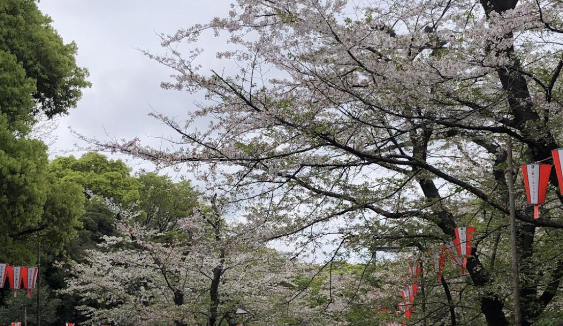 This picture of the Sakura Tree was taken in April at Ueno Park 