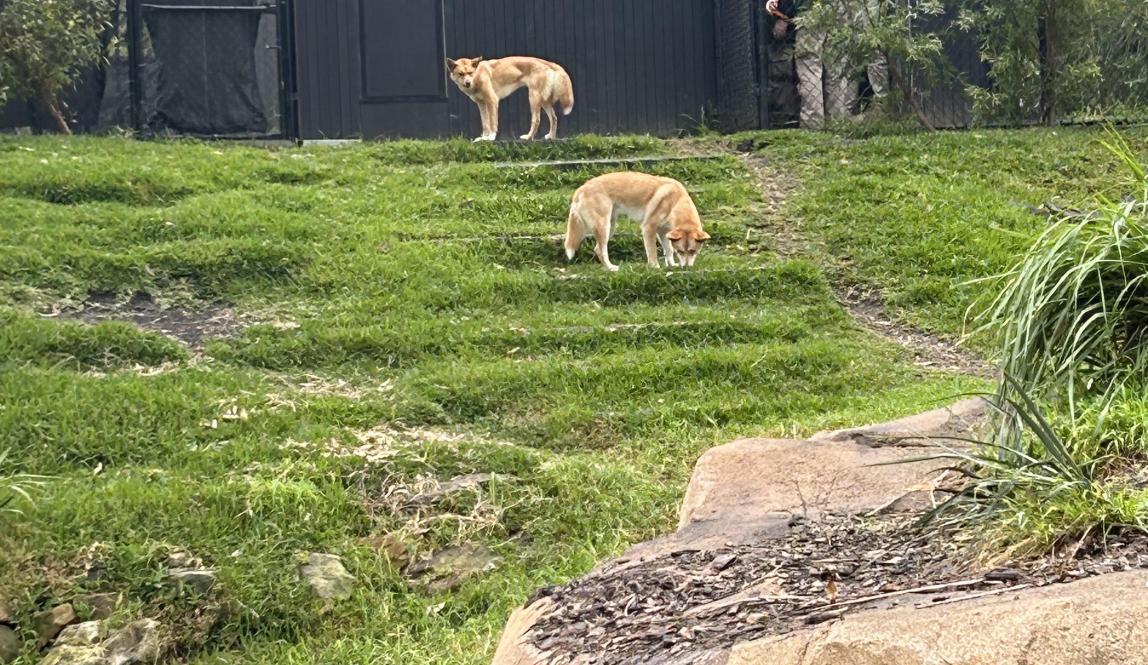 Two dingos at the zoo
