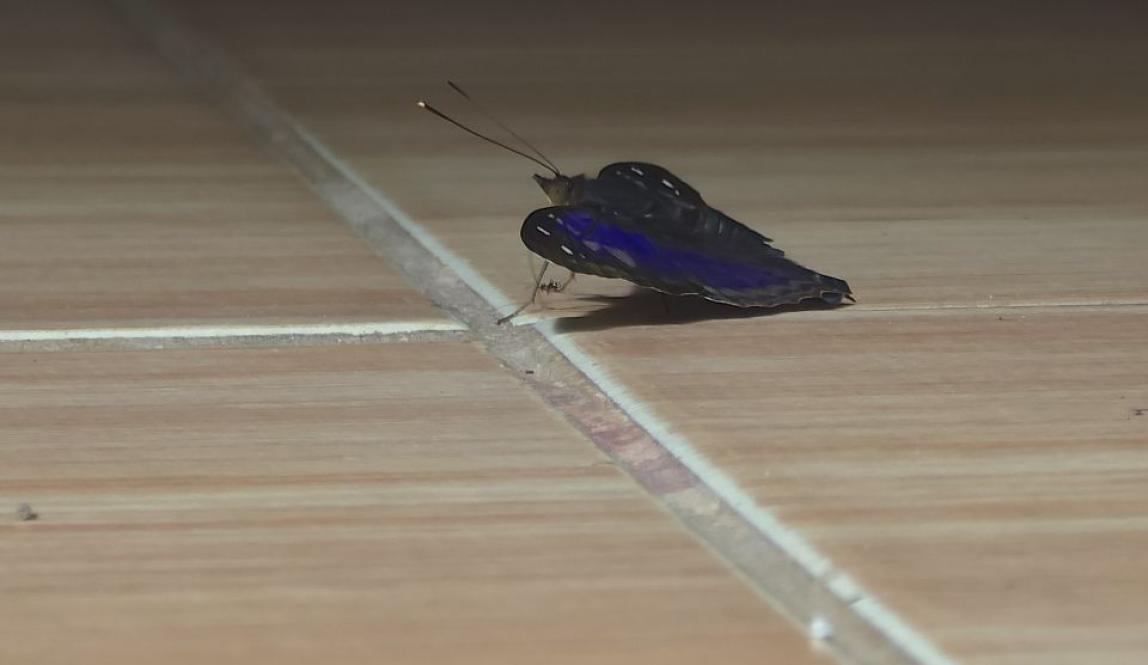 A royal blue butterfly sitting on a hardwood floor