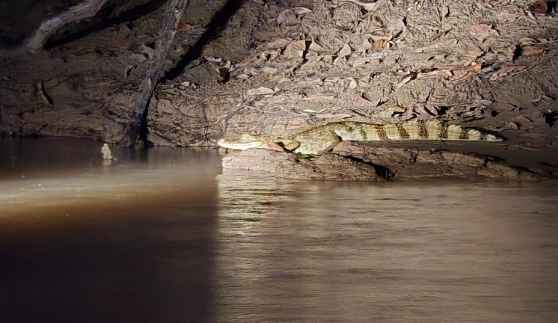 A green-brown crocodilian sitting on a muddy riverbank at night.