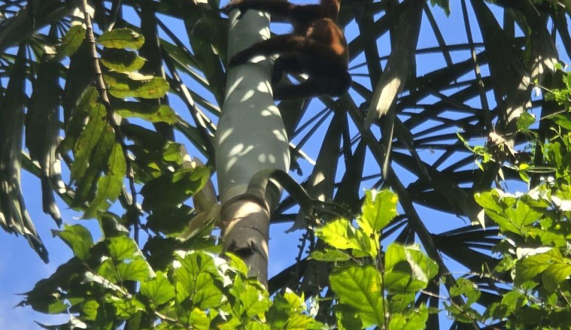 A fluffy brown monkey climbing a tree