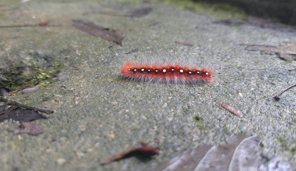 An orange caterpillar