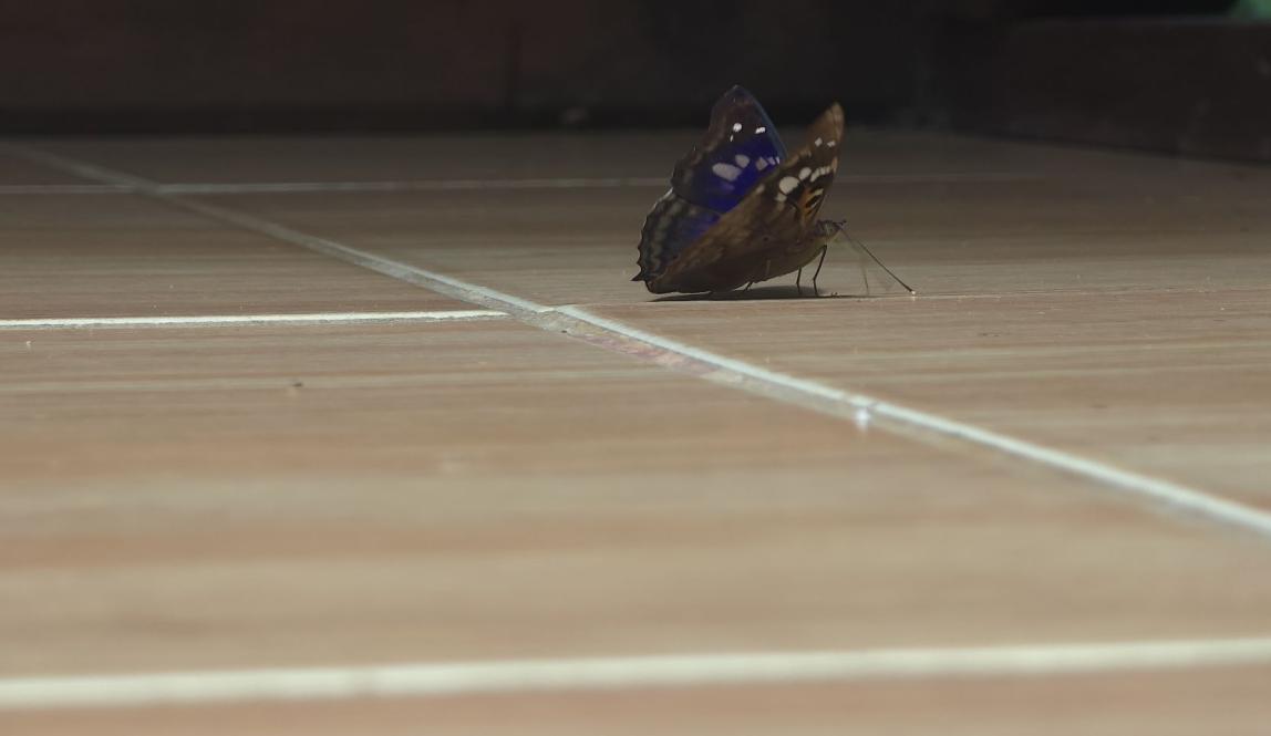 A butterfly sitting on a hardwood floor