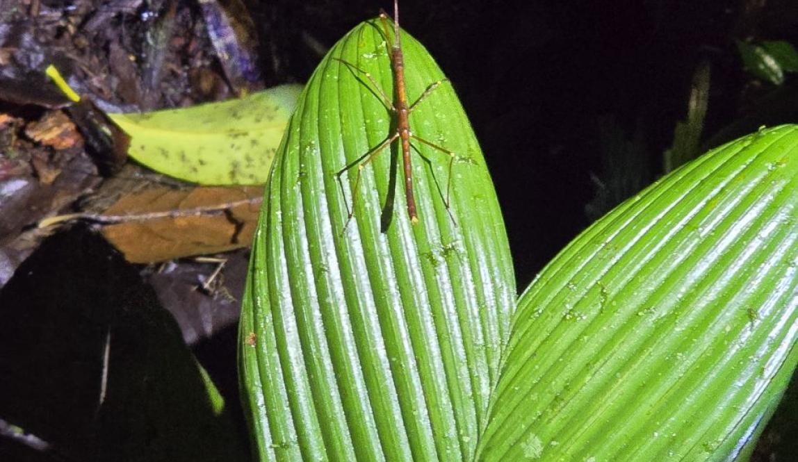 A brown stick bug sitting on a large green leaf.