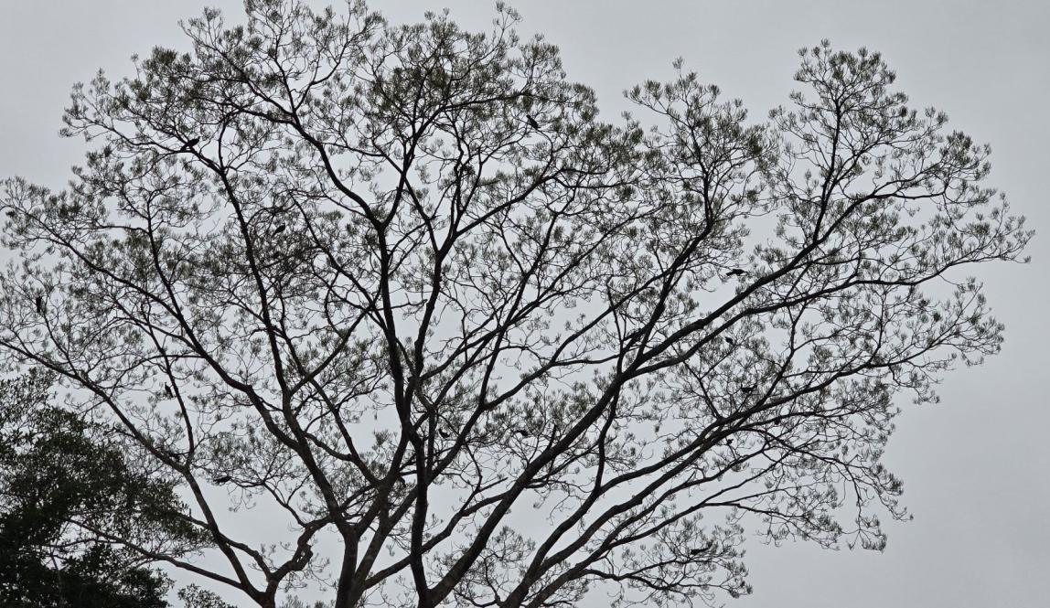 A silhouette of a tree with many birds in it.