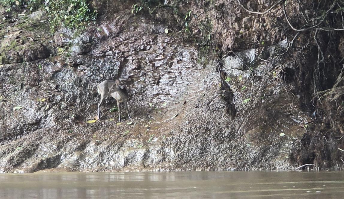 A small deer standing on a muddy riverbank