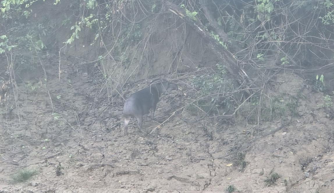 A tapir standing on a muddy riverbank