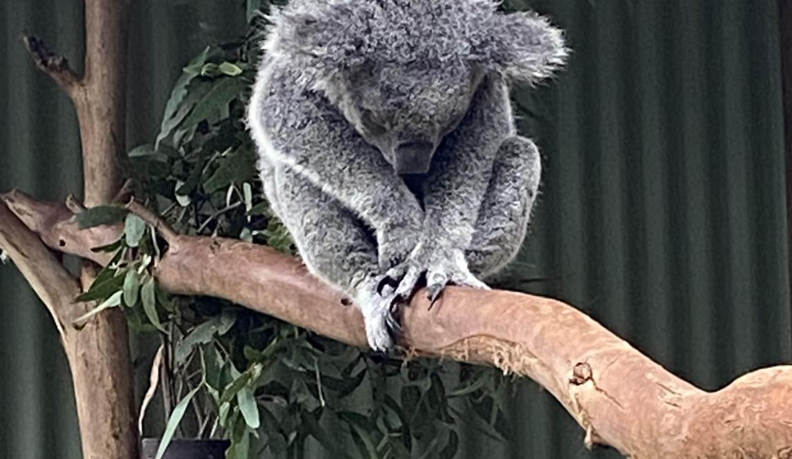 A koala sleeping on a branch at the zoo.