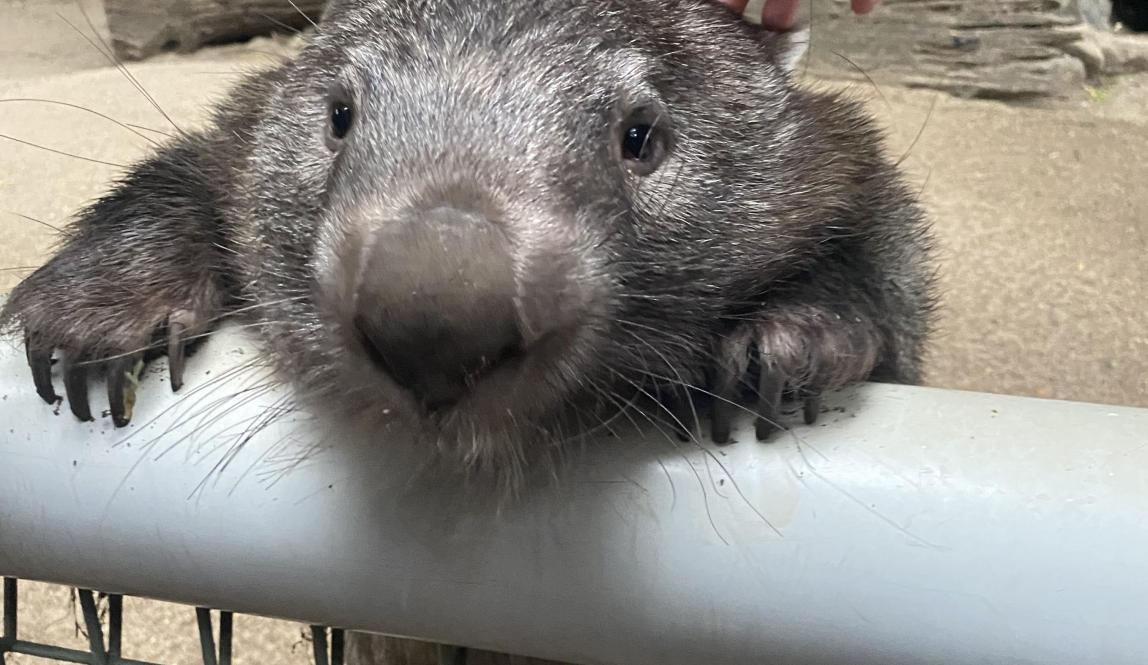 A wombat peaking its head over a fence