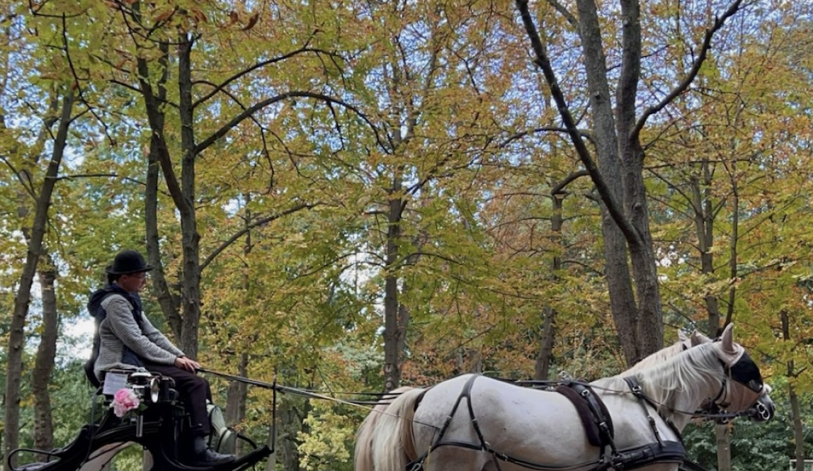 A picture of a horse carriage at Prater park, with fall trees in the background