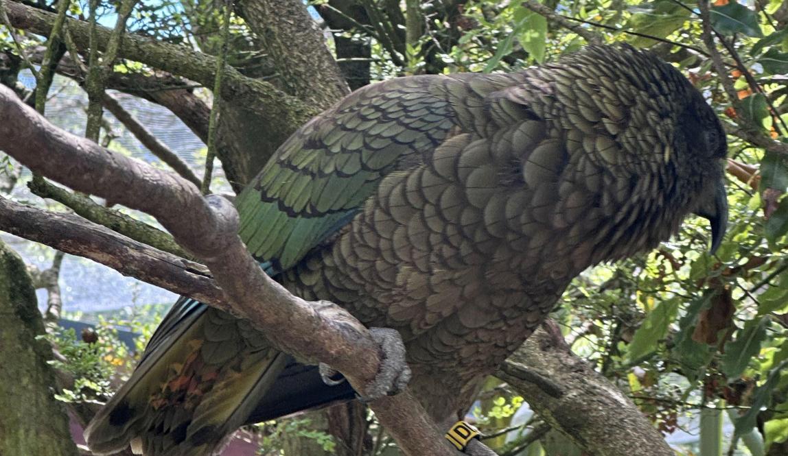 Kea bird sitting in a tree with slightly ruffled feathers