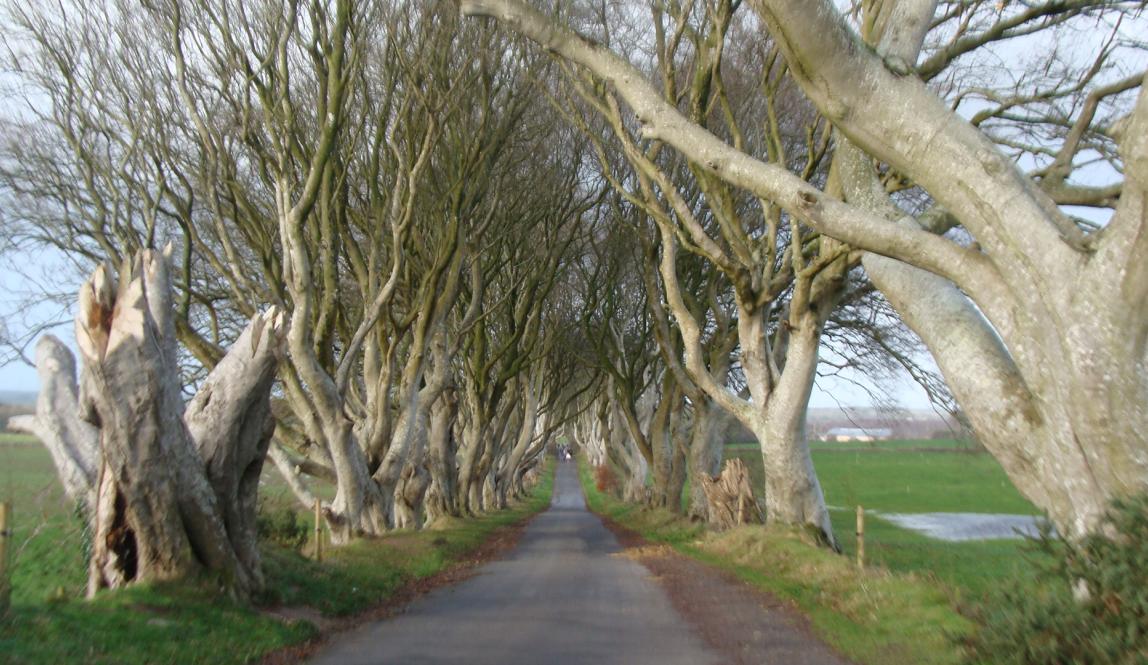 The Dark Hedges