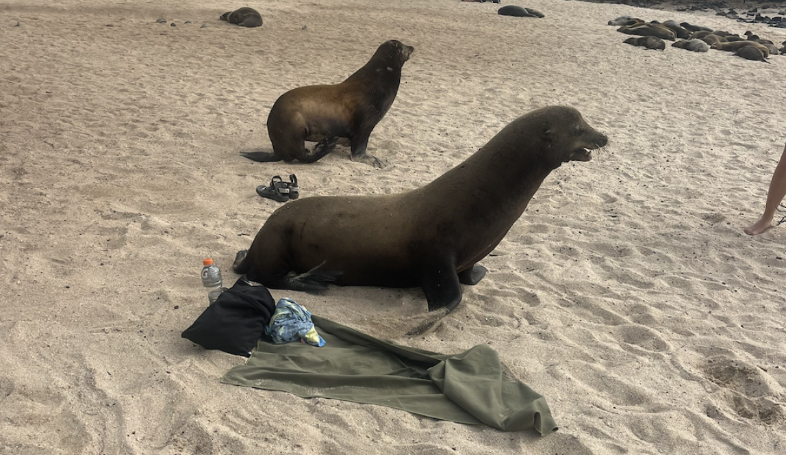 Two male sea lions around a green towel on a beach.