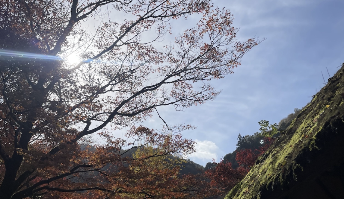 Photo of the sky with a traditional Japanese house and a colorful tree in the corners