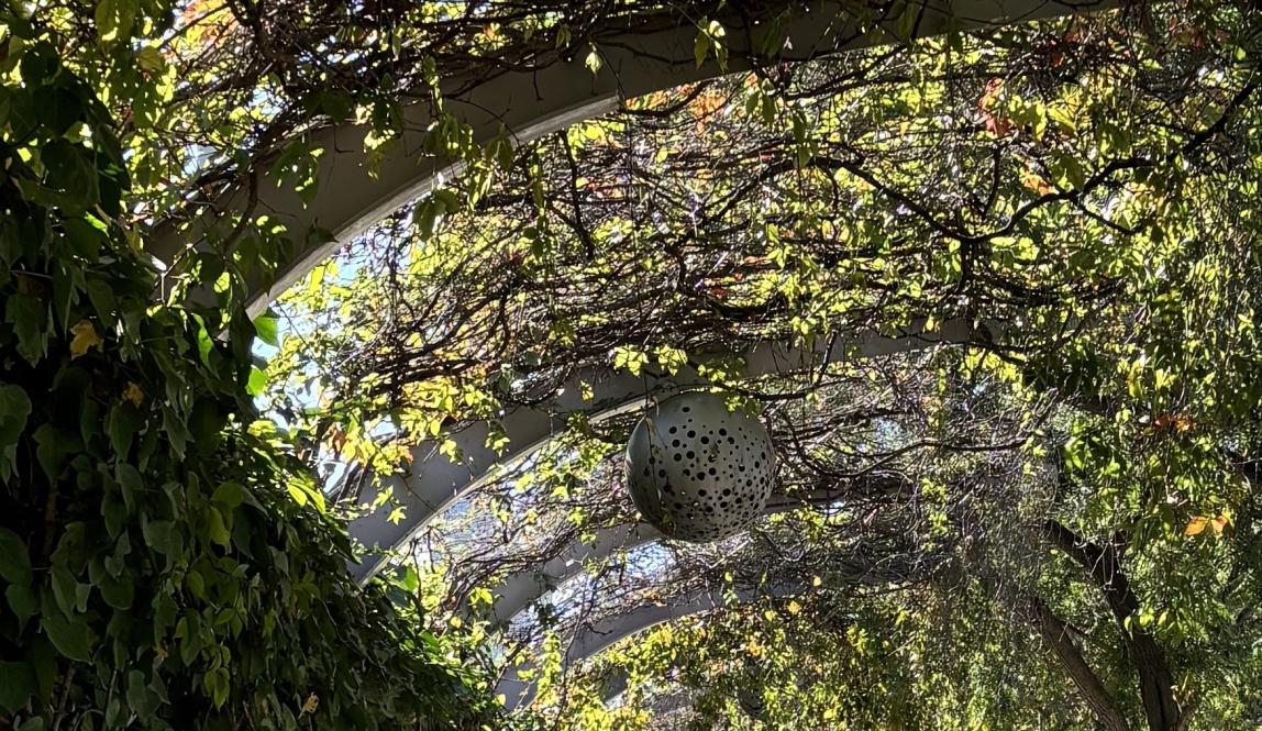 arches with leaves providing shade to the ground 