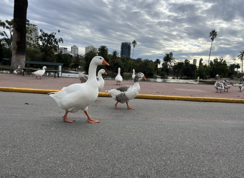 Ducks at a park