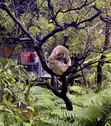 A furry koala is nestled high up in a tree.