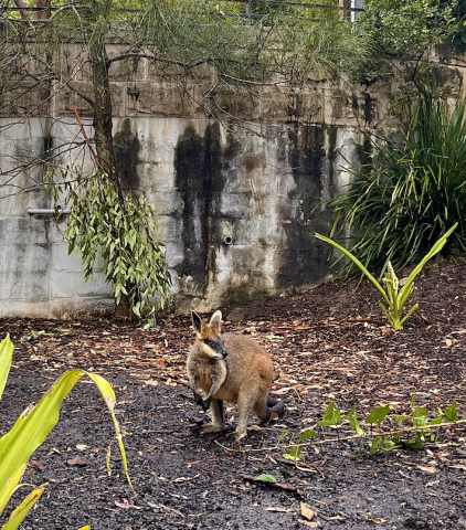 A photo of a small wallaby or kangaroo. 