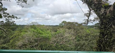 A wide shot of a rainforest canopy taken from very high up