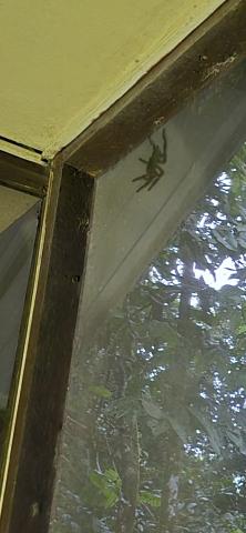 A tarantula climbing the outside of a screen window.