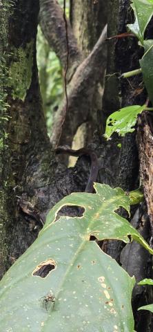 A thin brown snake climbing a tree