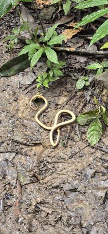 A brown and beige snake lying on its back