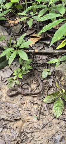 A thin brown snake sitting on the forest floor.