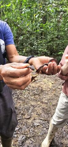 A thin brown snake coiled between someone's fingers