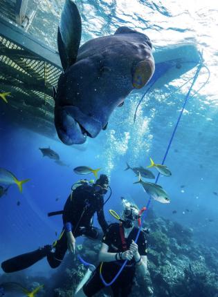 a student scuba dives with huge fish at the Great Barrier Reef
