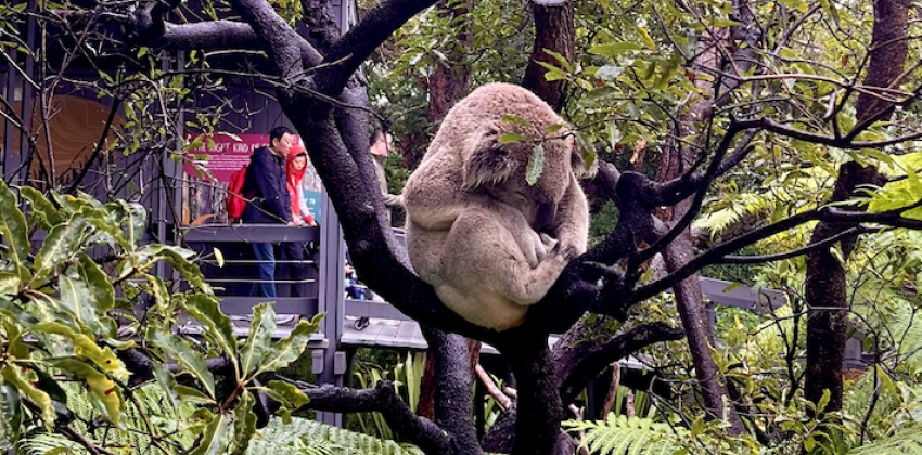 A furry koala is nestled high up in a tree.