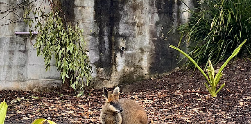 A photo of a small wallaby or kangaroo. 