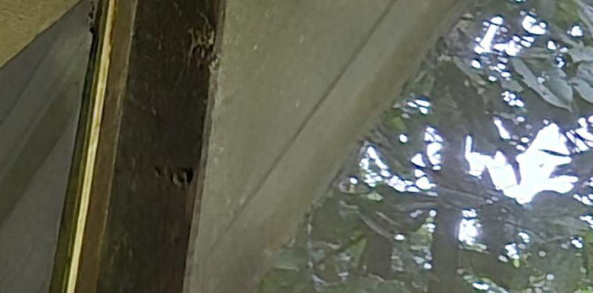 A tarantula climbing the outside of a screen window.