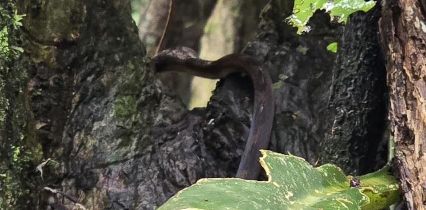 A thin brown snake climbing a tree