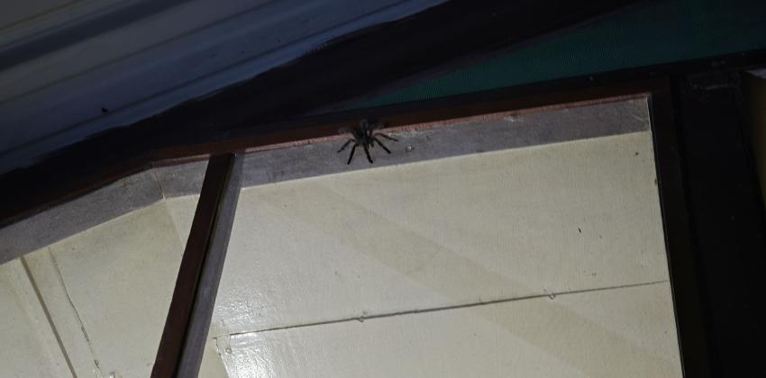 A tarantula climbing the outside of a screen window.