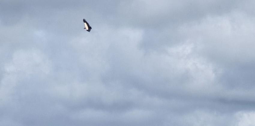 A black and white vulture soaring over a rainforest.