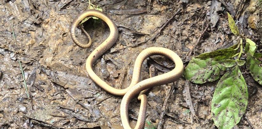 A brown and beige snake lying on its back