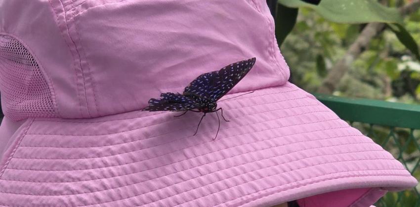 A blue butterfly sitting on top of a pink sun hat